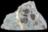 Ammonite (Promicroceras) Fossil Cluster - Somerset, England #86268-1